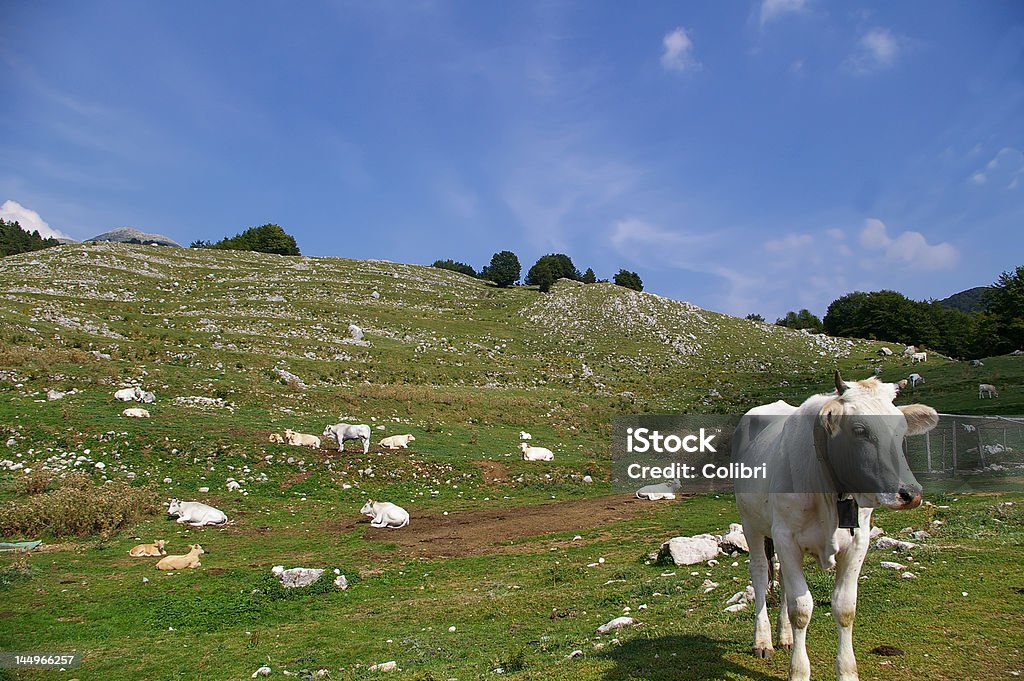 Krów na Pastwisko - Zbiór zdjęć royalty-free (Bez ludzi)