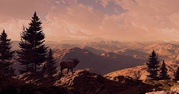 Elk In The Rocky Mountains stock photo