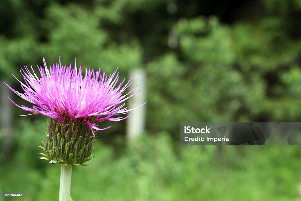 Primo piano di Cardo bud - Foto stock royalty-free di Bianco