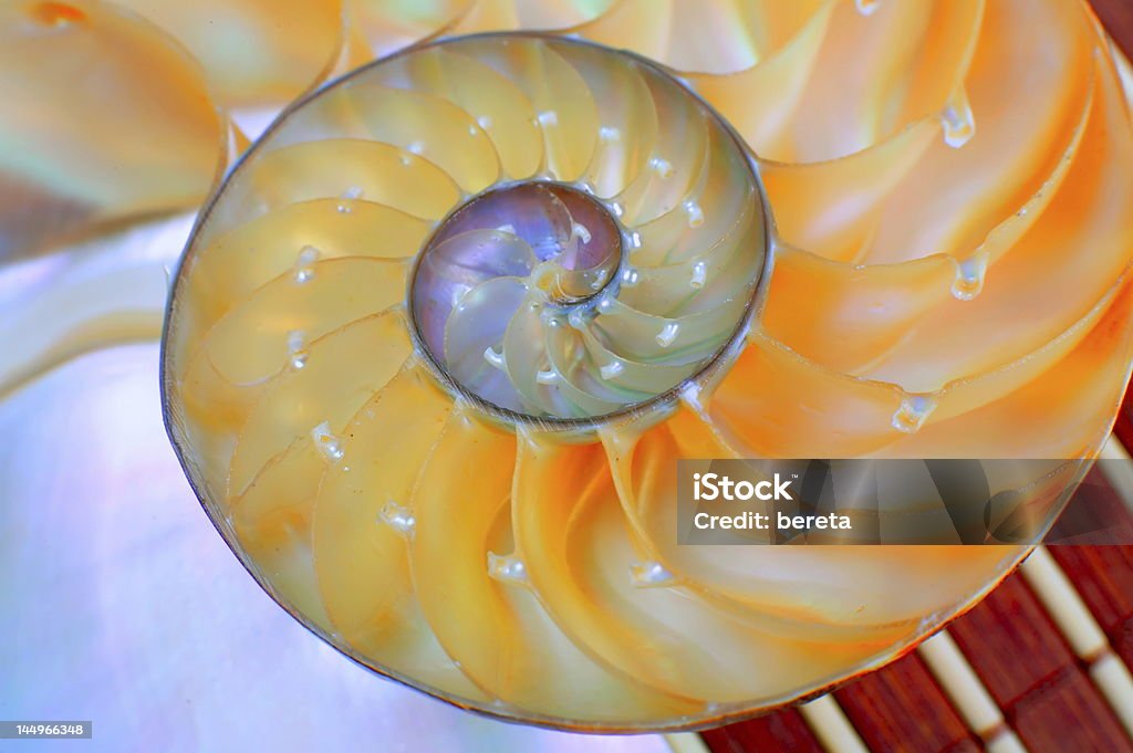 nautilus shell section - Photo de Caillou libre de droits