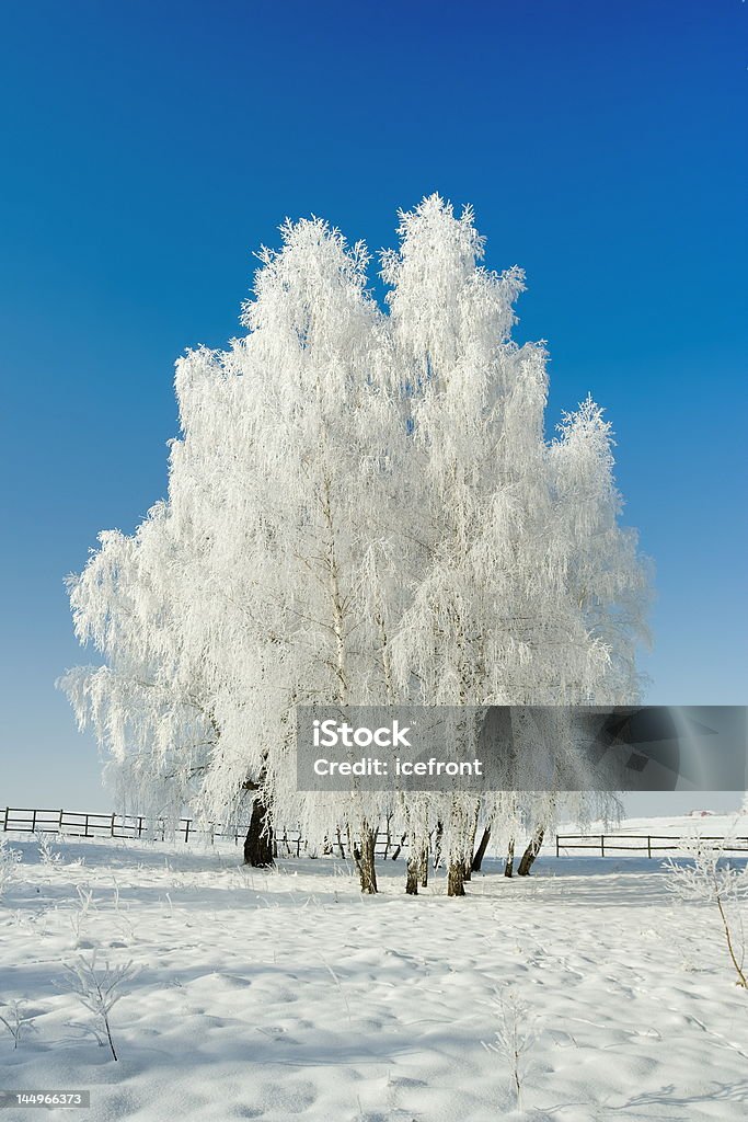 Paisagem do inverno de árvores e - Foto de stock de Azul royalty-free