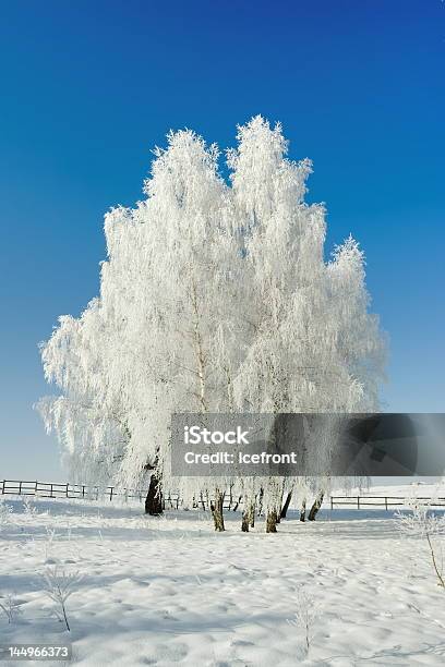 Foto de Paisagem Do Inverno De Árvores E e mais fotos de stock de Azul - Azul, Beleza, Bosque - Floresta