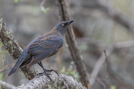 The rusty blackbird is a medium-sized New World blackbird, closely related to grackles. It is a bird that prefers wet forested areas, breeding in the boreal forest and muskeg across northern Canada, and migrating southeast to the United States during winter.