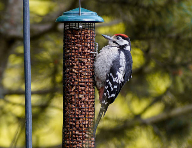 Close-up of a bird perching on a feeder