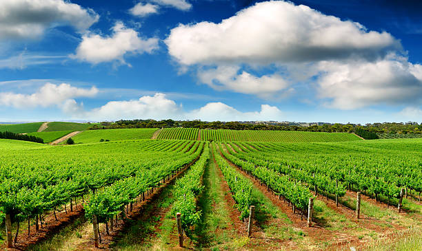 Colourful Vineyard in One Tree Hill, South Australia