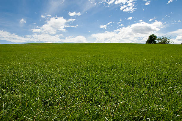 istock horizontal image of grass field and trees 144966615