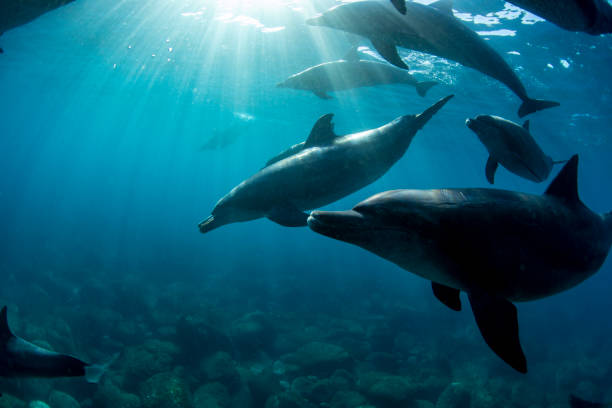 istock Dolphins swimming in the sea under the sunlight 1449666367