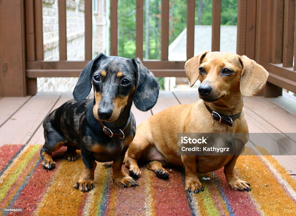 Hunde Posieren - Lizenzfrei Dackel Stock-Foto