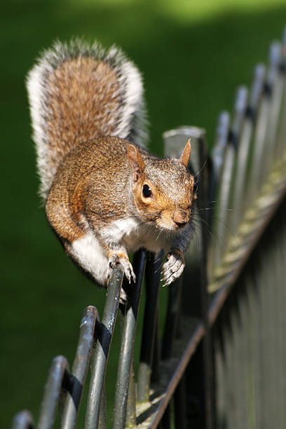 Squirell - Photo