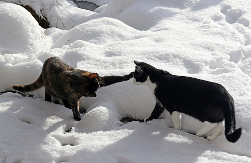 Two young cats playing in the snow in winter