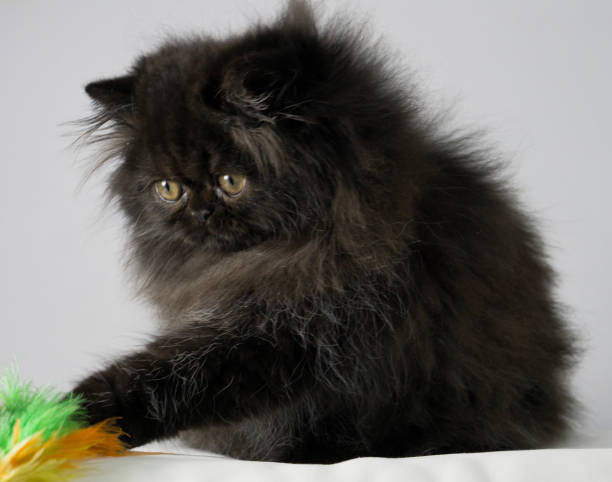 istock spectacular long-haired black cat with totally white background 1449668081