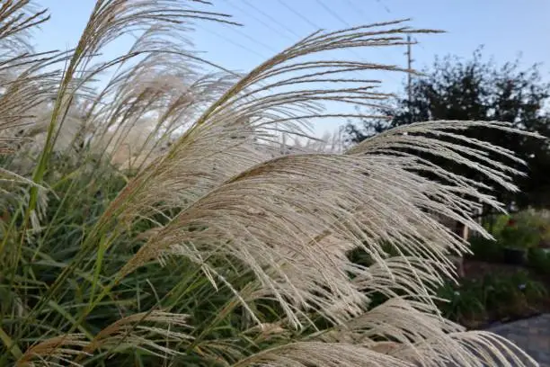 A beautiful view of Miscanthus