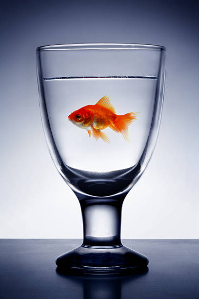 istock Goldfish in  Glass pure water 144966828