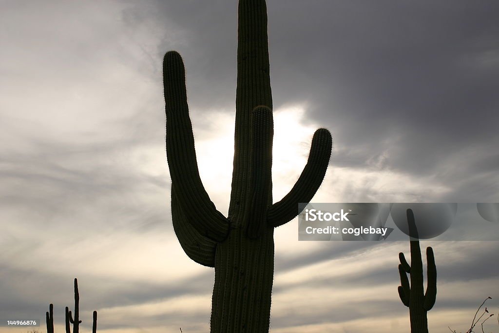 saguaro profil - Zbiór zdjęć royalty-free (Bez ludzi)