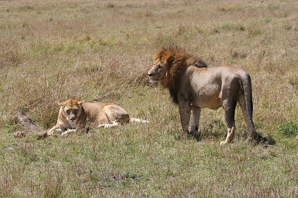 istock Male and Female Lion 144966886
