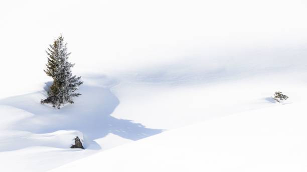 istock Lone tree sticking out of deep snow in the winter 1449669061
