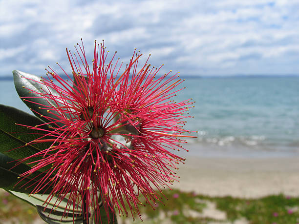 istock Pohutukawa bloom at the beach 144966950