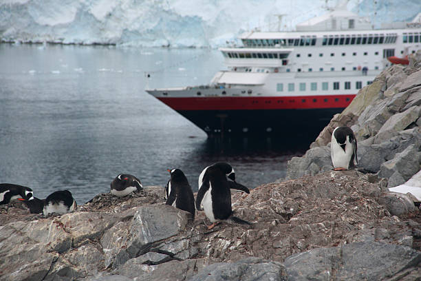 istock Gentoo penguin rookery with cruise ship 144966952