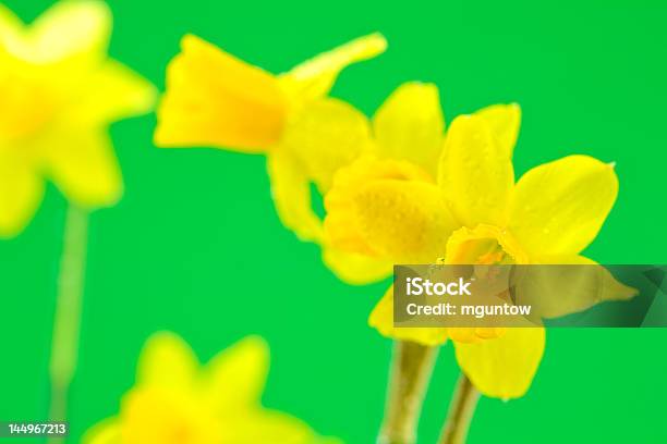붓꽃 녹색 배경 0명에 대한 스톡 사진 및 기타 이미지 - 0명, 구근 식물, 꽃-꽃의 구조