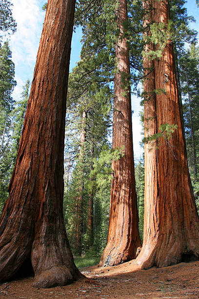 istock Giant Sequoias, Mariposa Grove 144967639