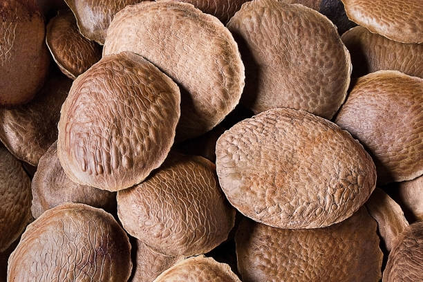 istock Sucupira Brazilian seeds 1449676676