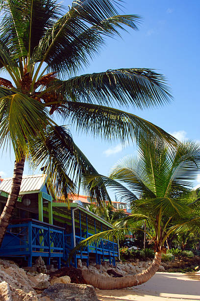 istock Rain forest  of Barbados 144967715