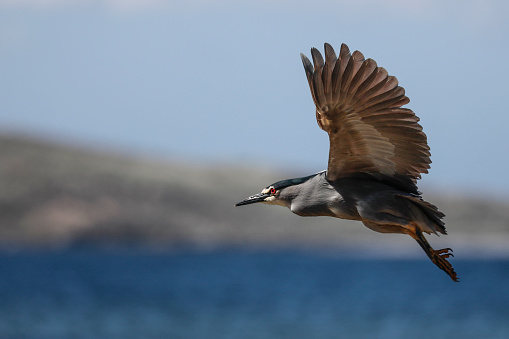 Black-crowned Night Heron, Nycticorax nycticorax, aka Black-capped Night Heron flying over water. Carcass Island, Falkland Islands.