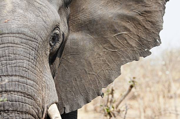 Close-up of an elephant's trunk, face and ear Detail of an elephant animal ear stock pictures, royalty-free photos & images