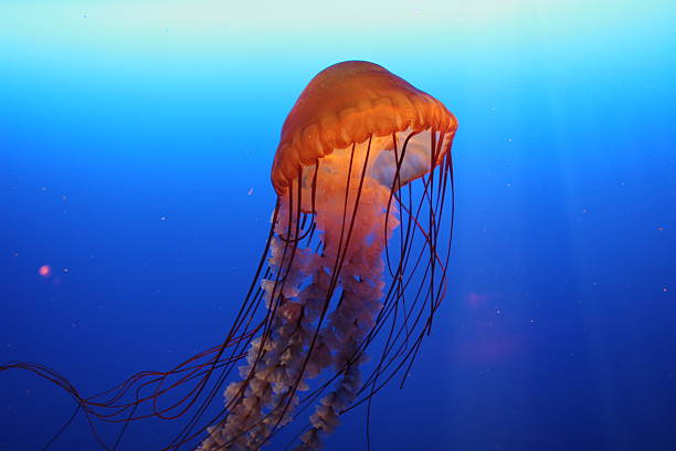 istock Orange jellyfish in Hong Kong 144967885