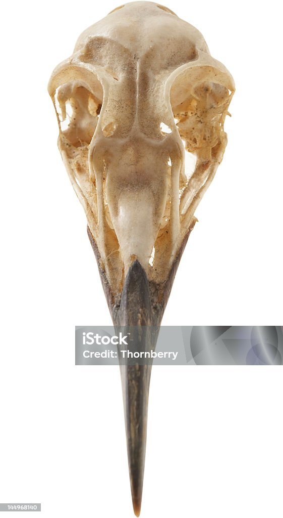 Pájaro cráneo - Foto de stock de Pájaro libre de derechos