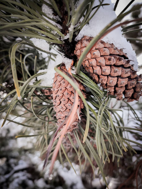 istock Winter and snow 1449684168