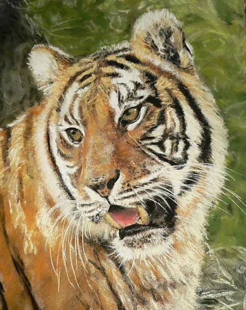 istock Pastel Drawing of a Tiger 144968473