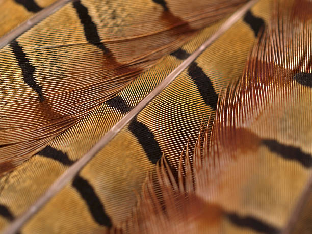 Feather stock photo