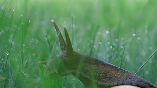 A snail sitting in the green summer grass.Creative. An insect with long thick whiskers sits in the grass on which there are small raindrops