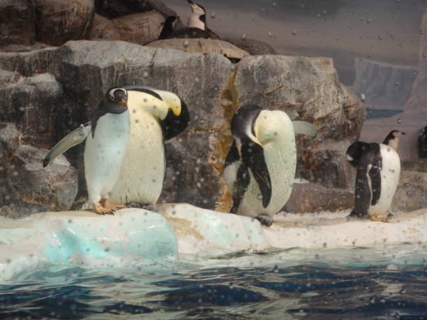 istock Penguins in zoo 1449686256