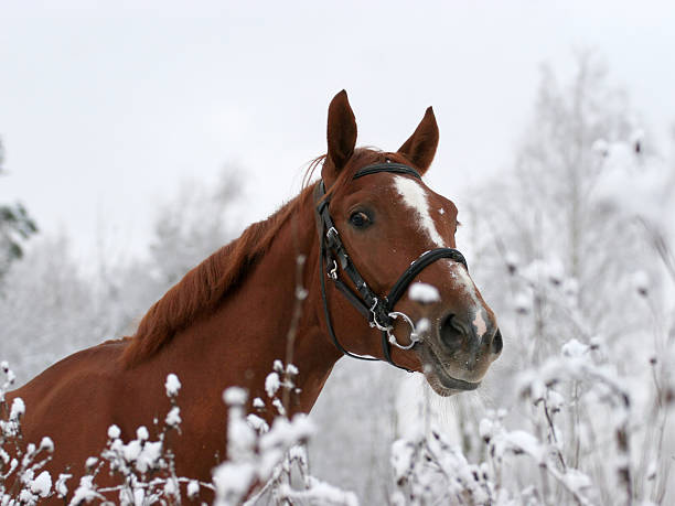 Horse on the name of Jeday watches on me from bushes.