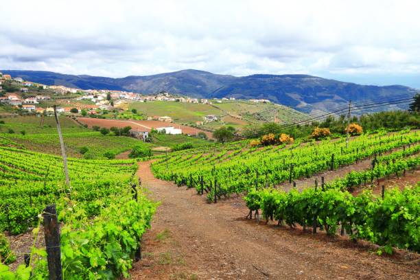 istock Vineyard landscape in Douro, Portugal 1449687389