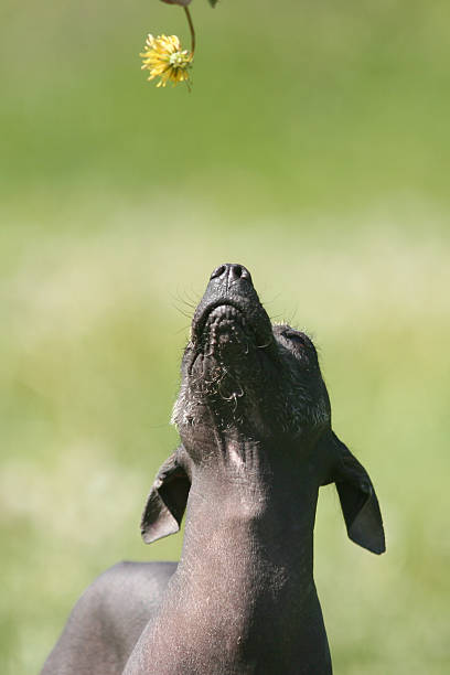 Dog looks at flower stock photo