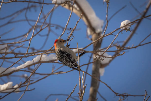 istock Red-bellied Woodpecker gathers berries from a tree branch 1449690397