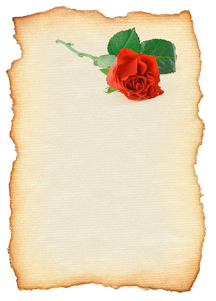 scorrere con rose - handmade paper flower single flower rose foto e immagini stock