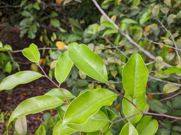 istock Agarwood leaf in the morning 1449691587