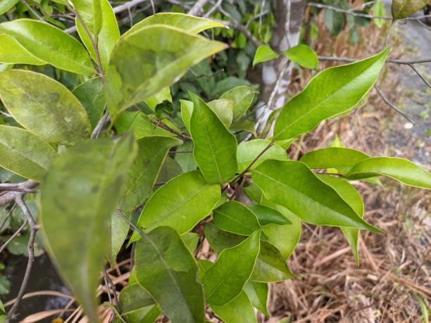 istock Agarwood leaf in the morning 1449691600