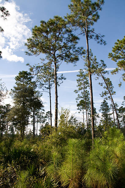istock Slash pines and saplings too 144969216