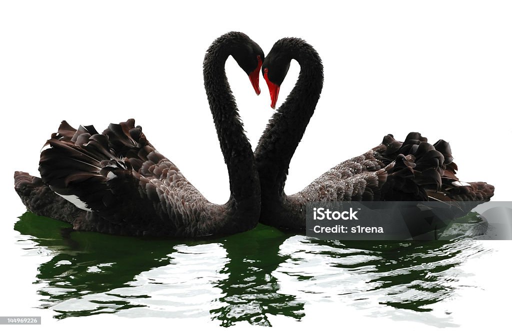 Cisnes de Dia dos Namorados - Foto de stock de Amor royalty-free