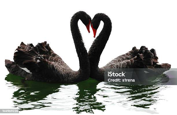 Foto de Cisnes De Dia Dos Namorados e mais fotos de stock de Amor - Amor, Asa animal, Ave de água doce