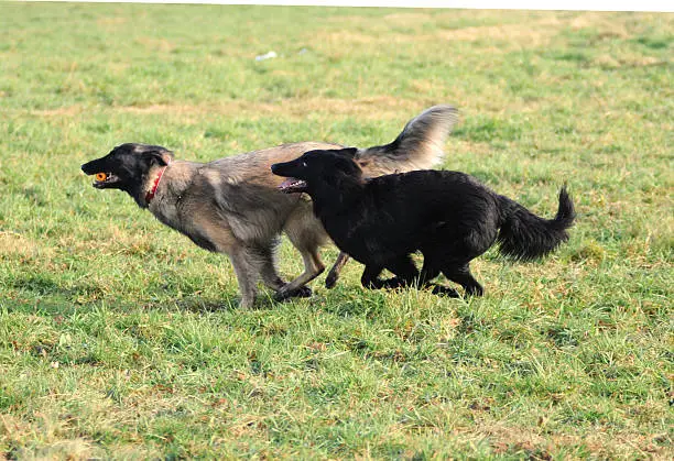 playing belgian shepherd tervueren and groenendael