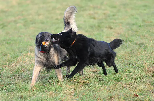 playing belgian shepherd tervueren and groenendael