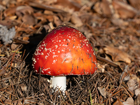 Low angle view of red mushroom