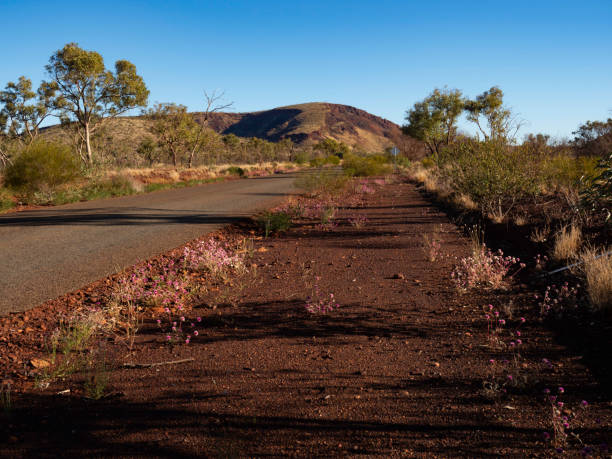 Road side wild flowers in the Pilbara