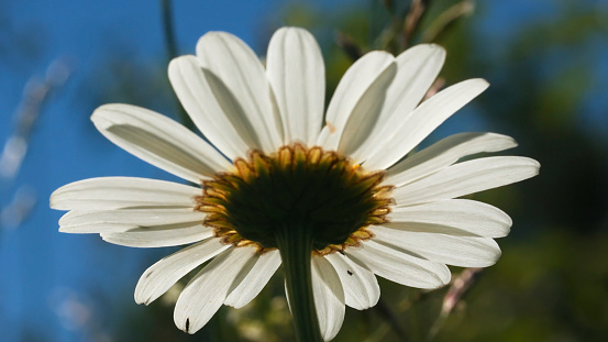 A beautiful daisy under the sun. Creative. A bright white flower under the sun on which a little rain drips . High quality FullHD footage